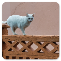 Nach langem Überlegen ist die Katze nicht mitgepilgert.