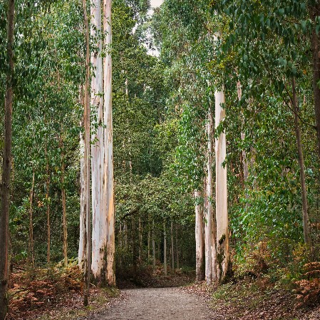 Eukalyptusbäume am Camino