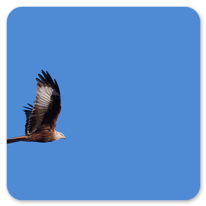 Ein Milan (?) auf der Suche nach seinem Frühstück